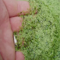 3500+ Plants Duckweed Live Plant BUY2GET 1 FREE! Aquarium-FREE SHIPPING! 