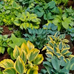 3 HOSTA GRAB BAG HOSTA PLANTS