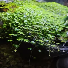 Live Hydrocotyle Tripartita (Japan) Aquarium Plant