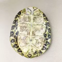 w64d Taxidermy oddities Curiosities River Cooter Turtle shell glass dome display