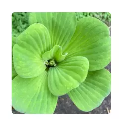 20 "Dwarf/Young" Water Lettuce Plants -Floating Aquarium / Pond Plant