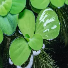 Dwarf Water Lettuce (5 Plants)