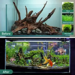 Natural for Aquarium Decor, 3-Piece 6''-10'' Long Large for Decorations on Fi...