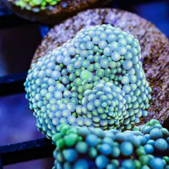 Gorgeous Blue with Contrasting Tips Ricordea Florida Mushroom WYSIWYG Live Coral