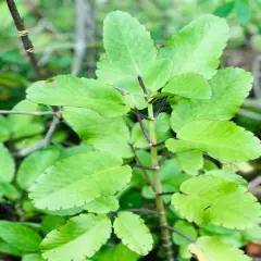 100% Ceylon Fresh For Planting Leaves-Miracle Leaf of Life live