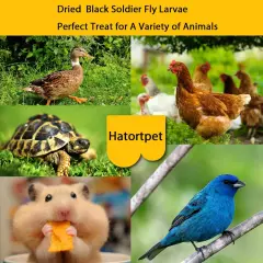 Dried Black Soldier Fly Larvae 10LB-Pure Natural Non-GMO BSF Larvae for Chick...