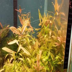 5 stems Sunset Hygrophila -$13 flat shipping for all plants wanted