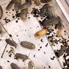 25 LIVE Rollie Pollie / Pillbugs/ Isopods/ Armadillidium nasatum