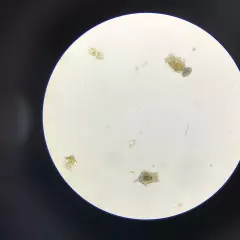 Rotifer Brachionus Calyciflorus Pallas Eggs Live Fish Food for Fry 