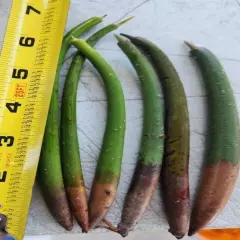 6 Red Mangrove Propagules 6" Live Plants Marine Saltwater Refugium Fish Tank 