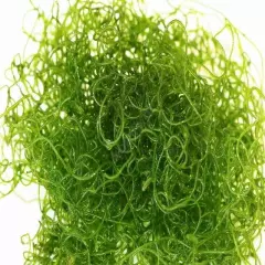 Spaghetti Algae (Chaetomorpha Linum) Live 0.5 pound - Live Arrival Guaranteed