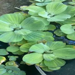 Water Lettuce, Live Aquarium/Floating/Aquatic/Pond Plant