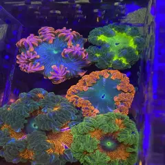 5 Pack Ultra Rock Flower Anemone RFA Rainbow Nem Live Coral Frag LPS SPS Florida