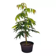 03 Ashoka Tree Polyalthia longifolia Live plant length 20 inch Plant of Planting