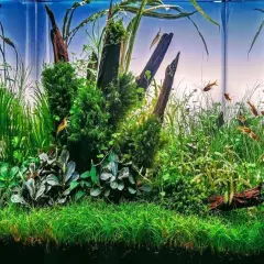 Package 6 Cups Dwarf Hairgrass Eleocharis Parvula Live Plants Fish Aquarium Tank