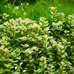 Package Bundle Rotala Indica Freshwater Aquarium Plants Vibrant Live Tank Decor