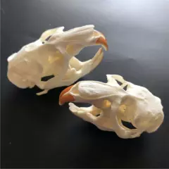 10 pcs animal skull real muskrat skull collection specimen crafts about 8x4cm