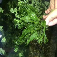 3 LARGE BUNCHES Java Fern "Windelov", Unique Hardy Aquarium Plant Grows FAST