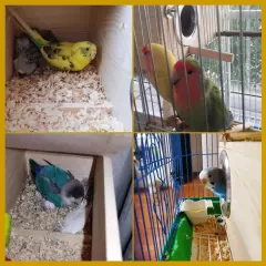 kathson Parakeet Nest Box Budgie Nesting House Cockatiel Breeding Parrots Mat...