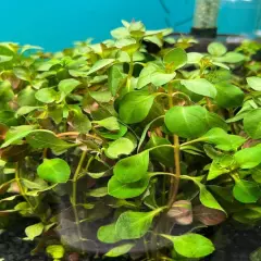 Package Bundle Alternanthera Reineckii Red Broad Live Plants Aquarium Decor Fish