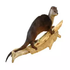 Otter Walking Taxidermy Wall Mounted Animal Statue