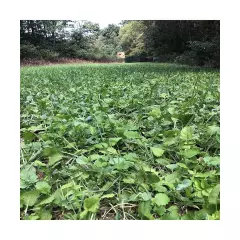 Alfalfa + Clover Deer Perennial Food Plot Blend, 5 lbs (1/2 Acre) - Ladino Cl...