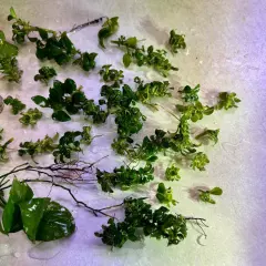 Anubias Nana & Nana Petite Mix Lot - Many Small & Tiny Pieces + Good Sized Ones