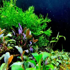 Package Bundle Java Fern Windelov Microsorum Pteropus Live Plant Aquarium Fish