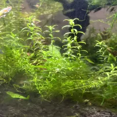 Pearl Weed (Hemianthus Micranthemoides) - 20+Stems - Live Aquarium Plant - SALE