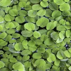 Water Spangles (Salvinia minima) – 10-15 Live Floating Plants for Aquariums, Pon