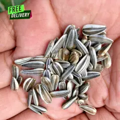 Premium Small Sunflower Seeds Birds Food for Parrots, Lovebirds, Budgies 1LB