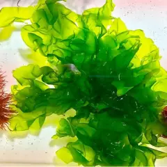 Sea Lettuce (Ulva Lactuca) Live Macroalgae 0.5 pound - Live Arrival Guaranteed