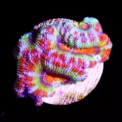 Rainbow Acan Frag WYSIWYG, Live Coral, LPS, Acanthastrea