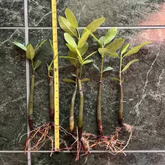 16-21" EXTRA LARGE XL Red Mangrove Live SINGLE Plant Saltwater Marine Macro