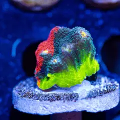 CB Rainbow Crush Chalice Coral (Large), WYSIWYG Live Coral