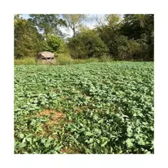 Evolved Harvest 5 Card Draw 10 Lb Bag Food Plot 7 Seed Forage Premium quality