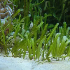 Live Saltwater Caulerpa Taxifolia Marine Macro Algae Reef Refugium