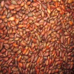 FRESH Pinenuts Nevada/Utah Soft Shell Pinyon Pine Nuts 2024 - 5LB