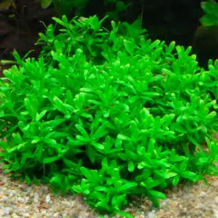 Buy2Get1Free Hedyotis Salzmannii Tissue Culture Live Freshwater Aquarium Plants