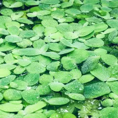  2 Water Lettuce SM/Baby Water Lettuce Freshwater Floating Plants Ponds/Tanks 