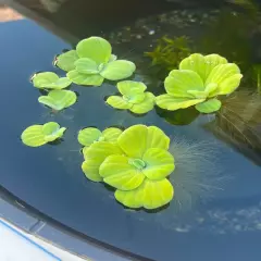 25+ Leaf Water Lettuce Live Floating Aquarium Pond Plant