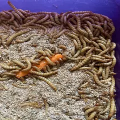 500 Medium mealworms live