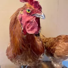 Vintage Taxidermy Rhode Island Red Rooster And Hen