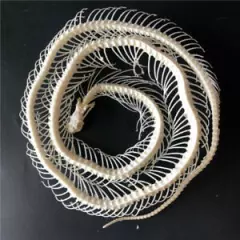 1 pcs Real Snake Skeleton Skull Animal Specimens, Taxidermy, About 90-100 cm