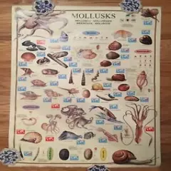 MOLLUSKS POSTER 1995 Libero Patrignani Italy Nuova Arti Grafiche RARE