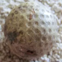 EARLY DIMPLE GOLF BALL-THE SUPER HARLEQUIN CIRCA 1920'S