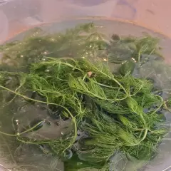 Hornwort Floating Plant 13 Oz