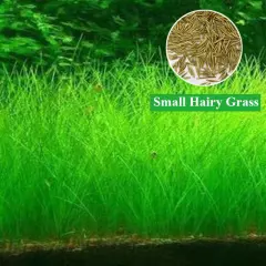 Aquarium Plant Seed Fish Tank Aquatic Water Grass Carpet Foreground Easy Plants□