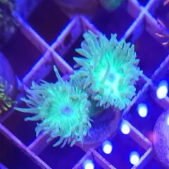 Live Coral Robbie's Ultra Green Duncan Coral Single Head 1"-1.5"