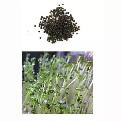 Aquarium Seeds Aquatic Hairgrass Bunch Carpet Water Grass Fish Tank Easy Plants